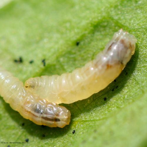 Réf. 70 283 : Pegomya sp.