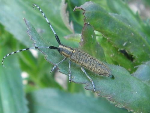 Agapanthia villosoviridescens