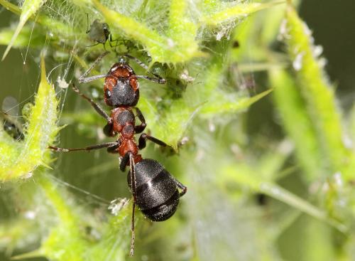 Réf. 70 946 : Formica pratensis