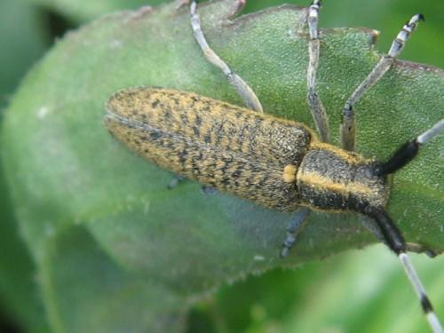 Agapanthia villosoviridescens