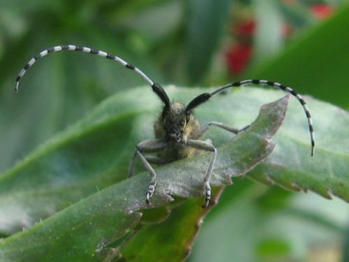 Réf. 70 951 : Agapanthia villosoviridescens