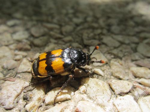 Réf. 70 809 : Nicrophorus interruptus