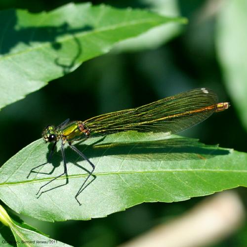 Calopteryx splendens