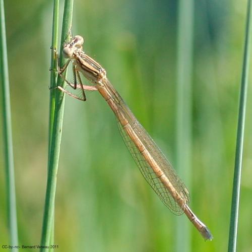 Platycnemis sp.