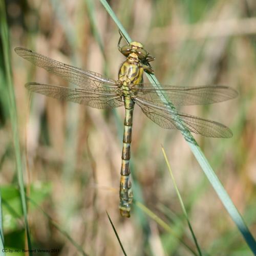Réf. 70 092 : Onychogomphus forcipatus