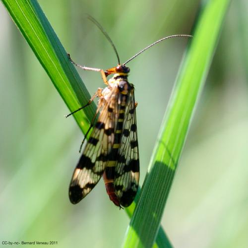Panorpa vulgaris