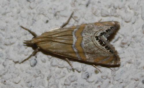 Euchromius bella