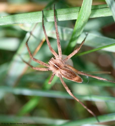 Pisaura mirabilis