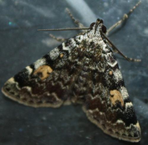Idia calvaria