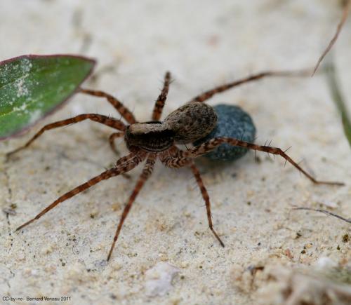 Pardosa sp.