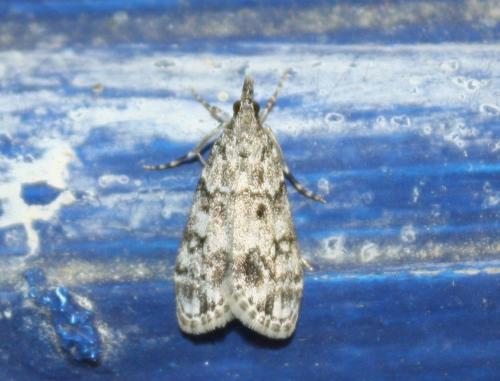 Réf. 70 894 : Eudonia sp.