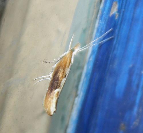 Ypsolopha falcella
