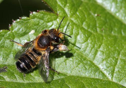 Megachile willughbiella
