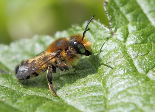 Réf. 70 987 : Megachile willughbiella