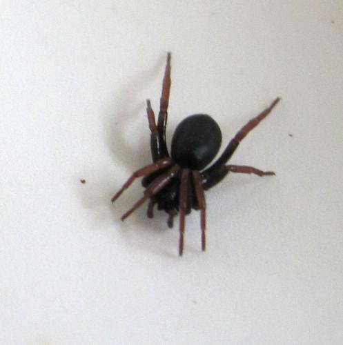 Trachyzelotes pedestris