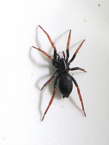 Trachyzelotes pedestris