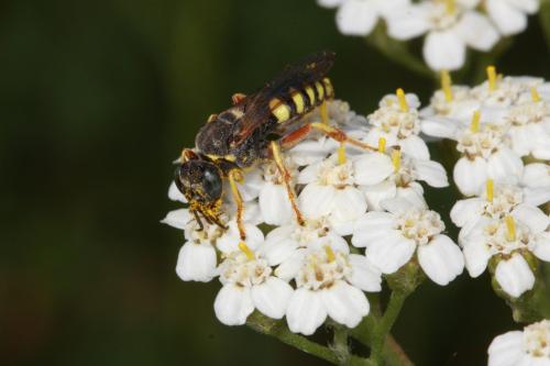 Oxybelus sp.