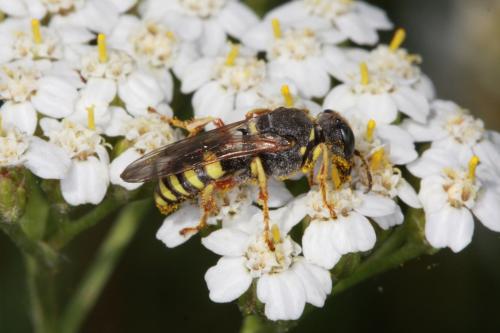 Réf. 70 859 : Oxybelus sp.