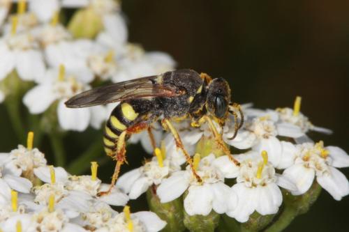 Réf. 70 860 : Oxybelus sp.