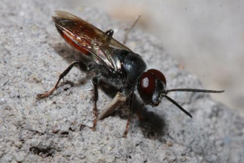 Astata sp.