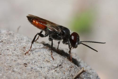 Astata sp.