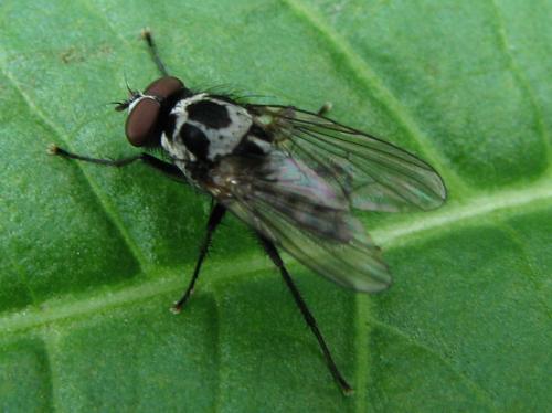 Réf. 70 368 : Anthomyia sp.