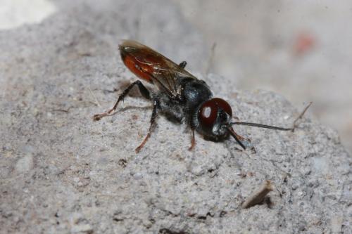 Astata sp.