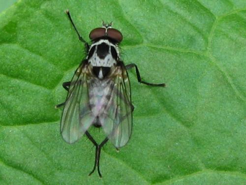 Réf. 70 370 : Anthomyia sp.