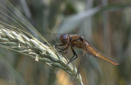 Réf. 70 518 : Libellula fulva