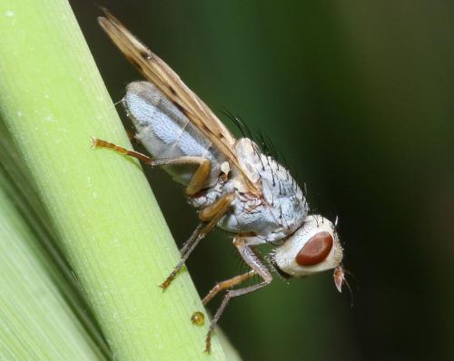 Réf. 70 125 : Melieria cana