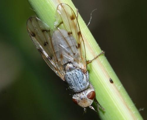 Réf. 70 124 : Melieria cana