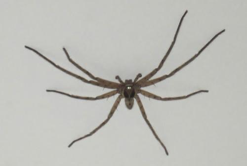 Réf. 70 144 : Heteropoda venatoria