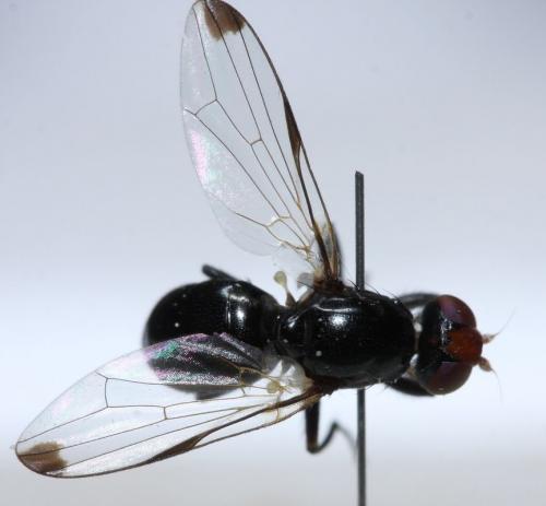 Seioptera vibrans