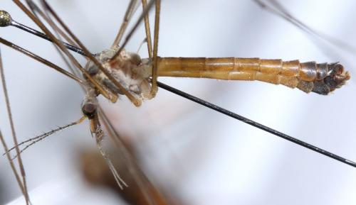 Tipula livida livida