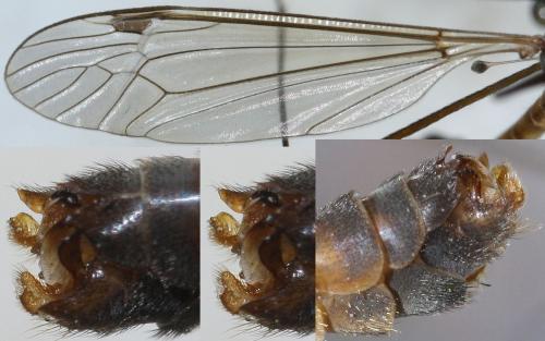 Tipula livida livida