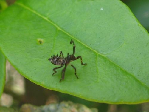 Coreus marginatus