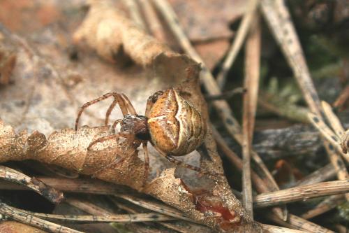 Gibbaranea bituberculata