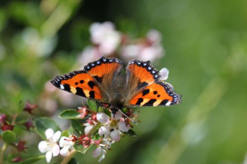 Réf. 70 834 : Aglais urticae