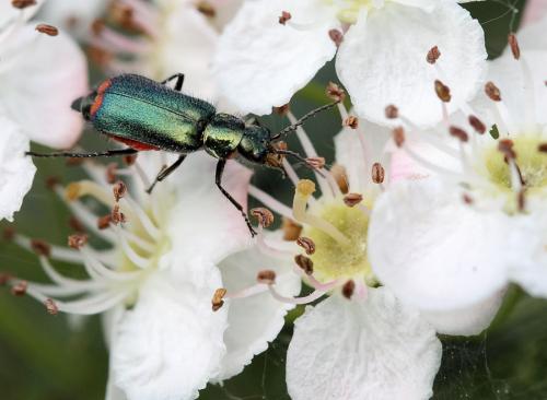 Malachius bipustulatus