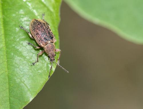 Phyllobius pyri