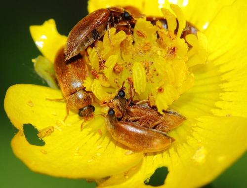 Byturus ochraceus