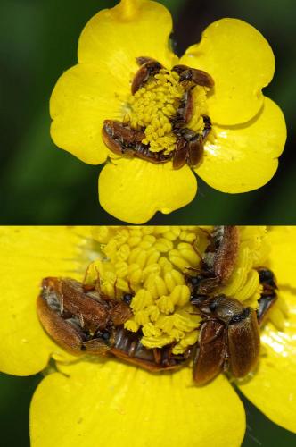Réf. 70 569 : Byturus ochraceus
