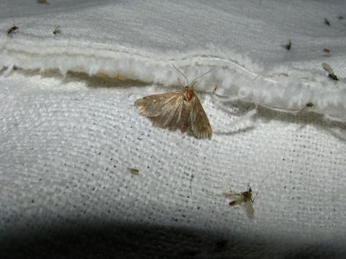 Réf. 70 613 : Cynaeda dentalis
