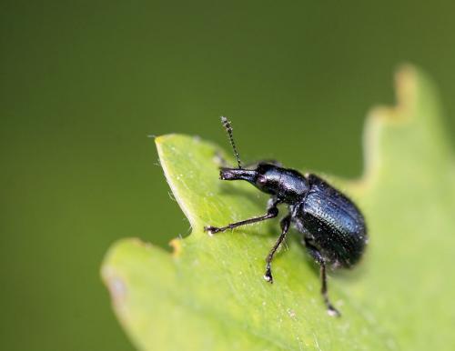 Réf. 70 606 : Lasiorhynchites sp.