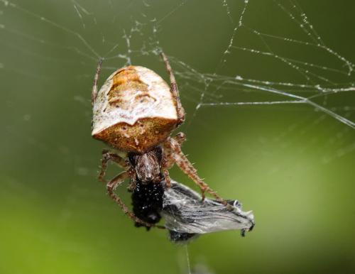 Réf. 70 052 : Gibbaranea bituberculata