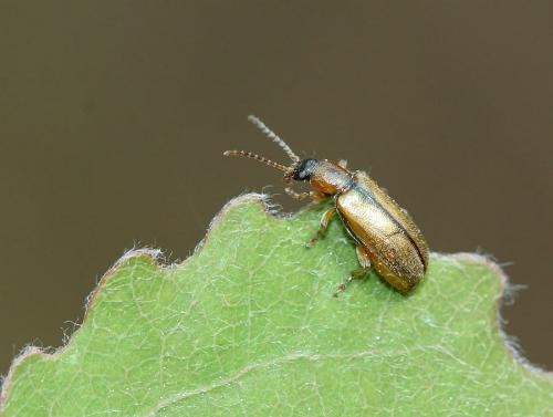 Réf. 70 384 : Orsodacne humeralis