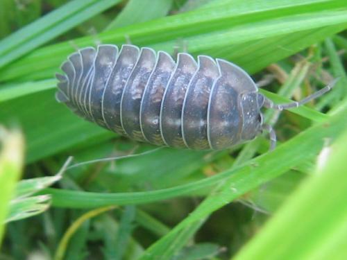 Réf. 70 639 : Armadillidium nasatum