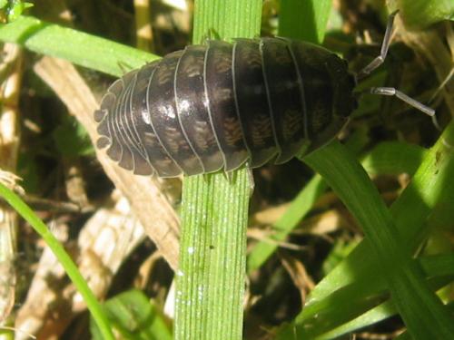 Réf. 70 638 : Armadillidium nasatum