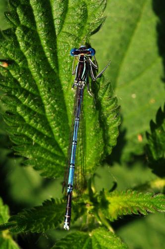 Réf. 70 846 : Platycnemis pennipes