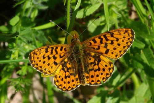 Réf. 70 022 : Boloria euphrosyne